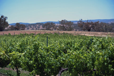 2013 Borenore Blanc